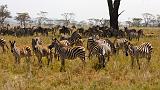 TANZANIA - Serengeti National Park - 084